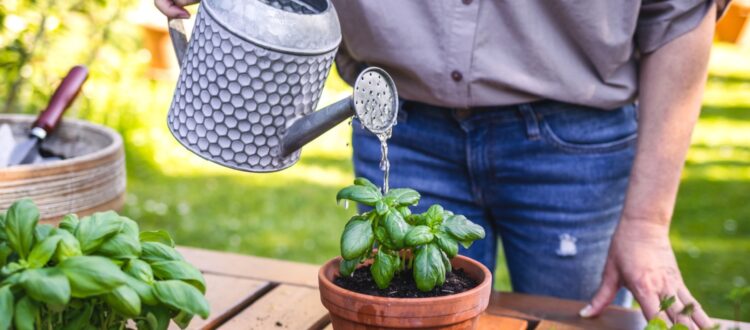 A man watering plants.