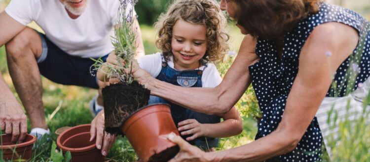 Grandparents gardening with their grandchild.